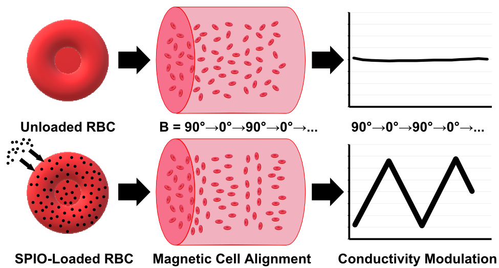 Illustration of iron-loaded cells rotating and causing conductivity changes